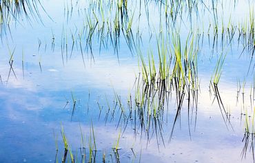 Reeds in the water