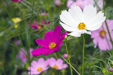Close-up of Magenta & White Wildflowers