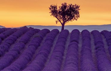 "Sunset In Provence"
A field of dark lavender against a golden sky and a single tree.