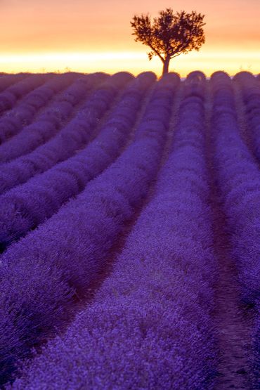 "Sunset Vertical"
A dark lavender field against a golden sky and a single tree.