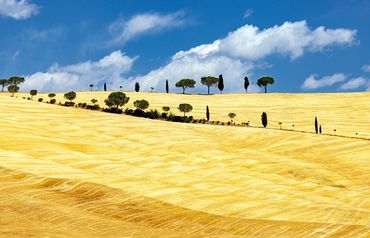"Tuscan Field Of Dreams"
A golden field in the Tuscan countryside dotted with trees in a distance.
