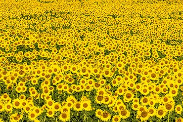 "Tuscan Sunflowers"
An infinite field of sunflowers in Tuscany
