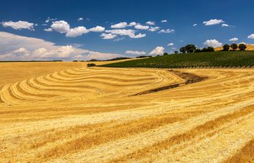 "Tuscan Wheat"
Swirling pattern of the wheat field in Tuscany