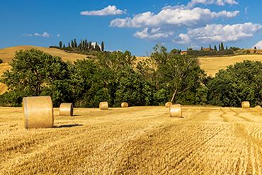 "Tuscany Late Afternoon"
Wheat field in the Tuscan countryside