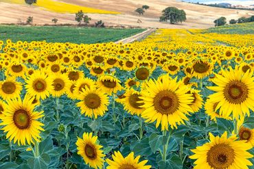 "Under The Tuscan Sun"
A field of sunflowers in the Tuscan countryside