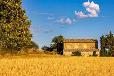 "Wheat And Barn"
Golden wheat field and barn in the Provençal countryside.