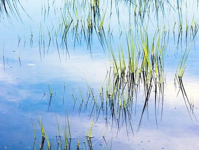Reeds growing out of the water