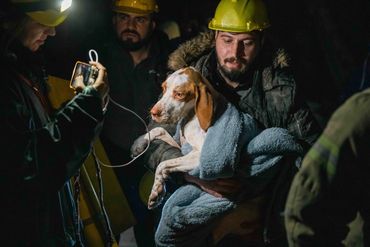 A mom dog rescued with her children by the rescue team of Haytap(Animal rights federation) and Istan
