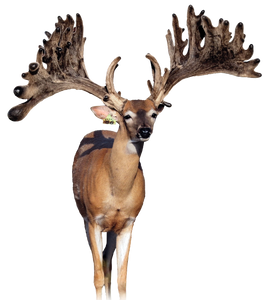 Apollo Breeder Buck at The Swamp Whitetails