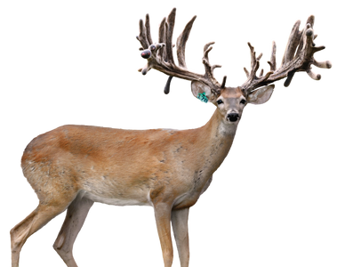 Hollywood Breeder Buck at The Swamp Whitetails