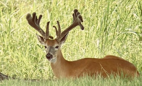 Supplemental Feeding for AL Trophy Deer