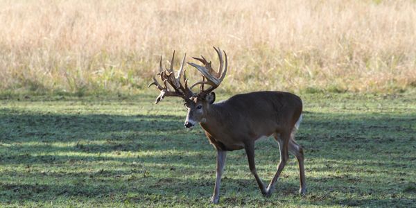 Alabama Whitetail Hunting Ranch