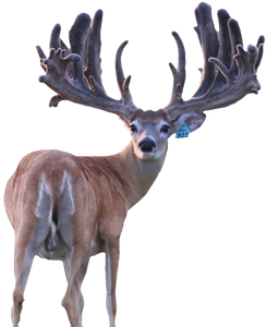 Major League Breeder Buck at The Swamp Whitetails