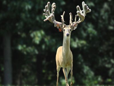 Purebred Breeder Buck at The Swamp Whitetails