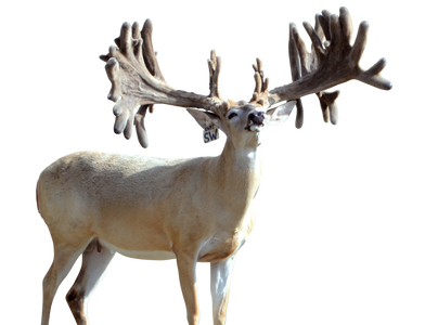 Shockwave Breeder Buck at The Swamp Whitetails