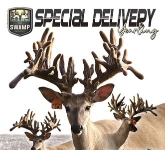 Special Delivery Breeder Buck at The Swamp Whitetails
