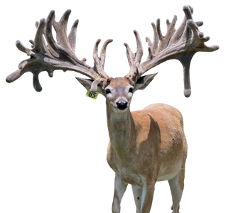 War Admiral Breeder Buck at The Swamp Whitetails