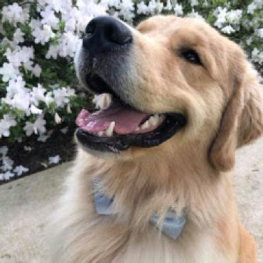 colorado pet concierge