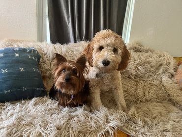 colorado pet concierge