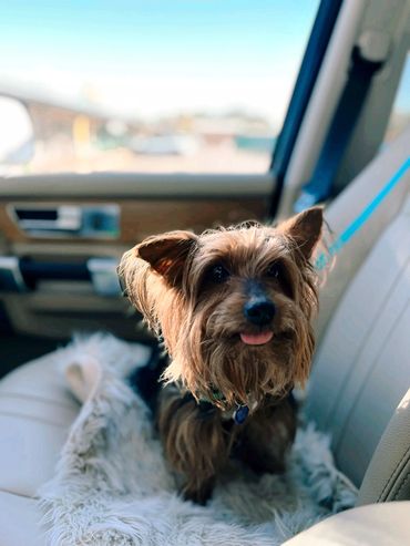 colorado pet concierge