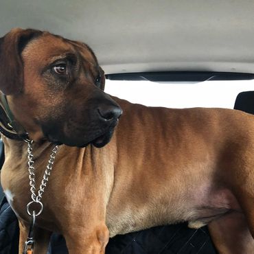 colorado pet concierge