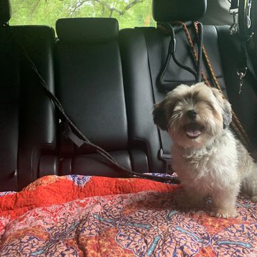 colorado pet concierge