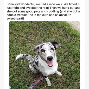 colorado dog walking