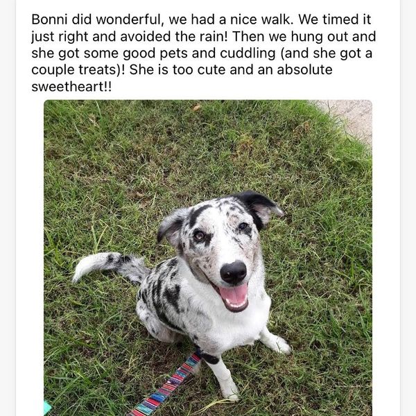 colorado dog walking