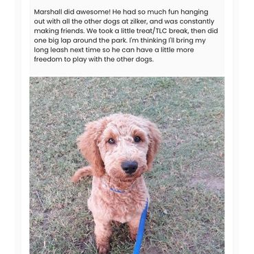 colorado dog walking