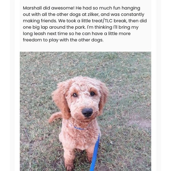 colorado dog walking