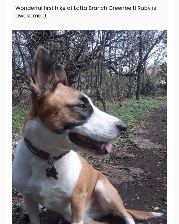 colorado dog walking