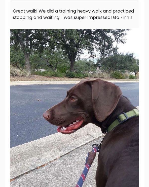colorado dog walking