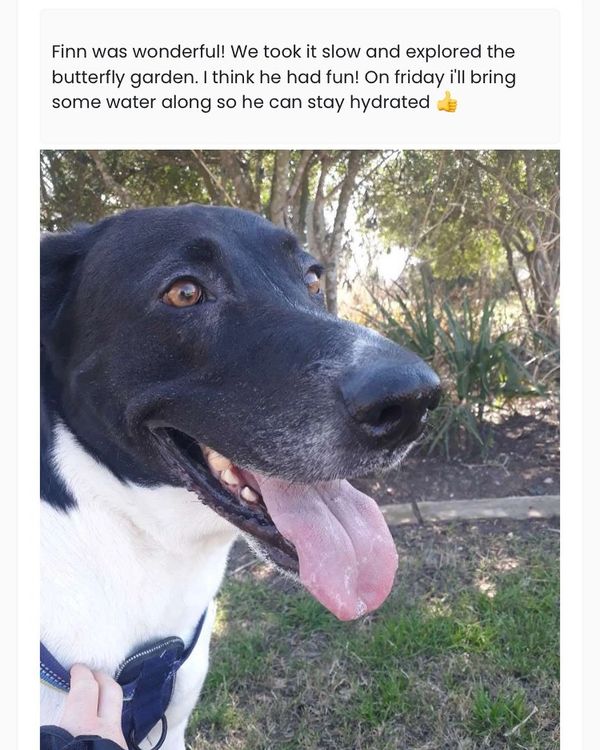 colorado dog walking
