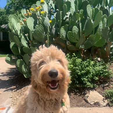colorado dog walking