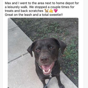 colorado dog walking