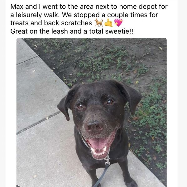 colorado dog walking