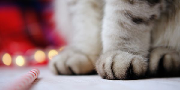 Close-up of a cat's paws with blurred background lights.