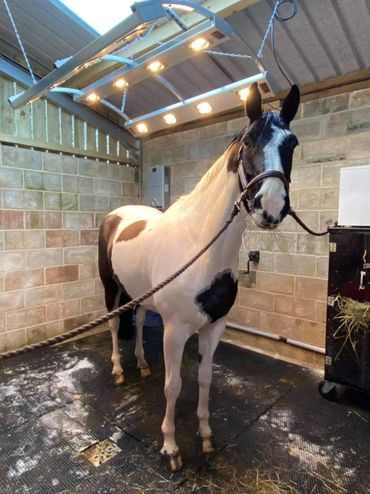 Enclosed solarium. Perfect for professional yards.