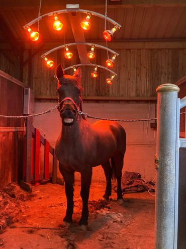 12 lamp equine solarium helping horses to recover from a busy days work or keeping them warm whilst .