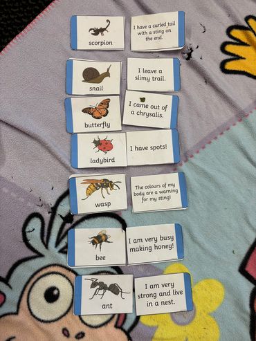 Animal flashcards with facts about insects and small creatures on a colorful blanket.