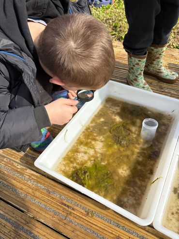 Child using a magnifying glass to examine water and algae in a tray outdoors.