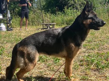 Our dogs are carefully chosen to bring out the best of each parent's qualities and so far this has w