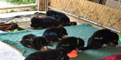 Our pups are raw fed and are raised in our home with constant socializing