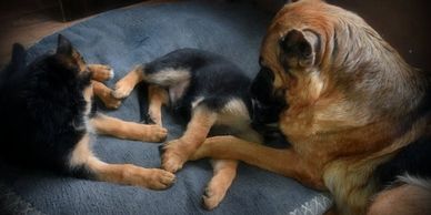 Mom and pups at Boom Lake's German Shepherds