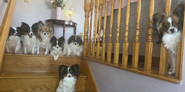 A Circle Of Love Papillon