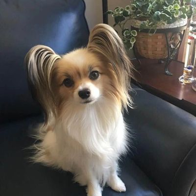 Papillon puppies for sale