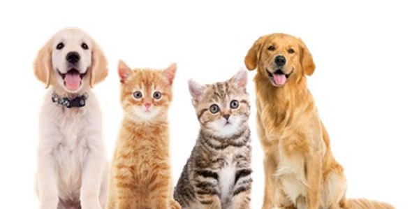 Two puppies and two kittens sitting side by side on a white background.
