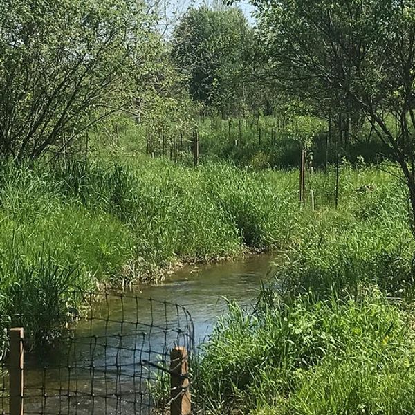 A clear stream flowing through a lush, grassy field with a fence in the foreground.