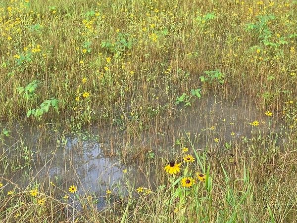 Wildflowers growing in a grassy field with standing water after rainfall.