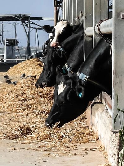 A group of dairy cows eat hay from a trough in a barn.